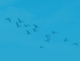 Birds migrating
