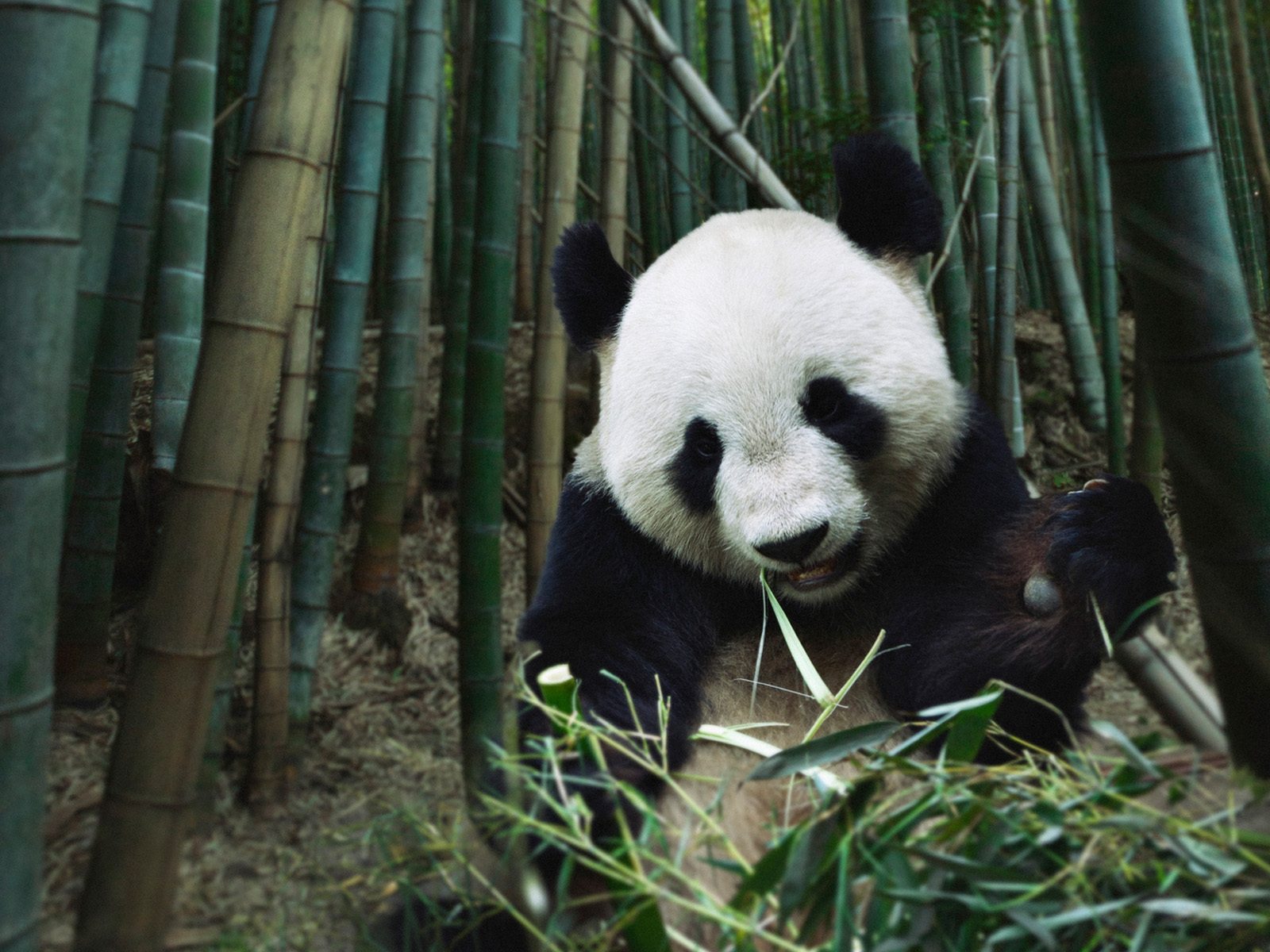 Giant panda