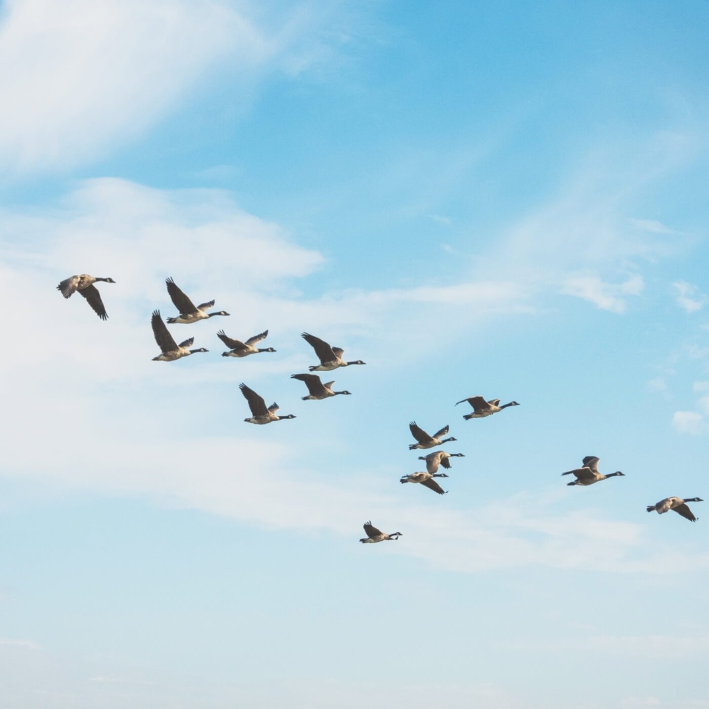 fresh-egg-seo-migration