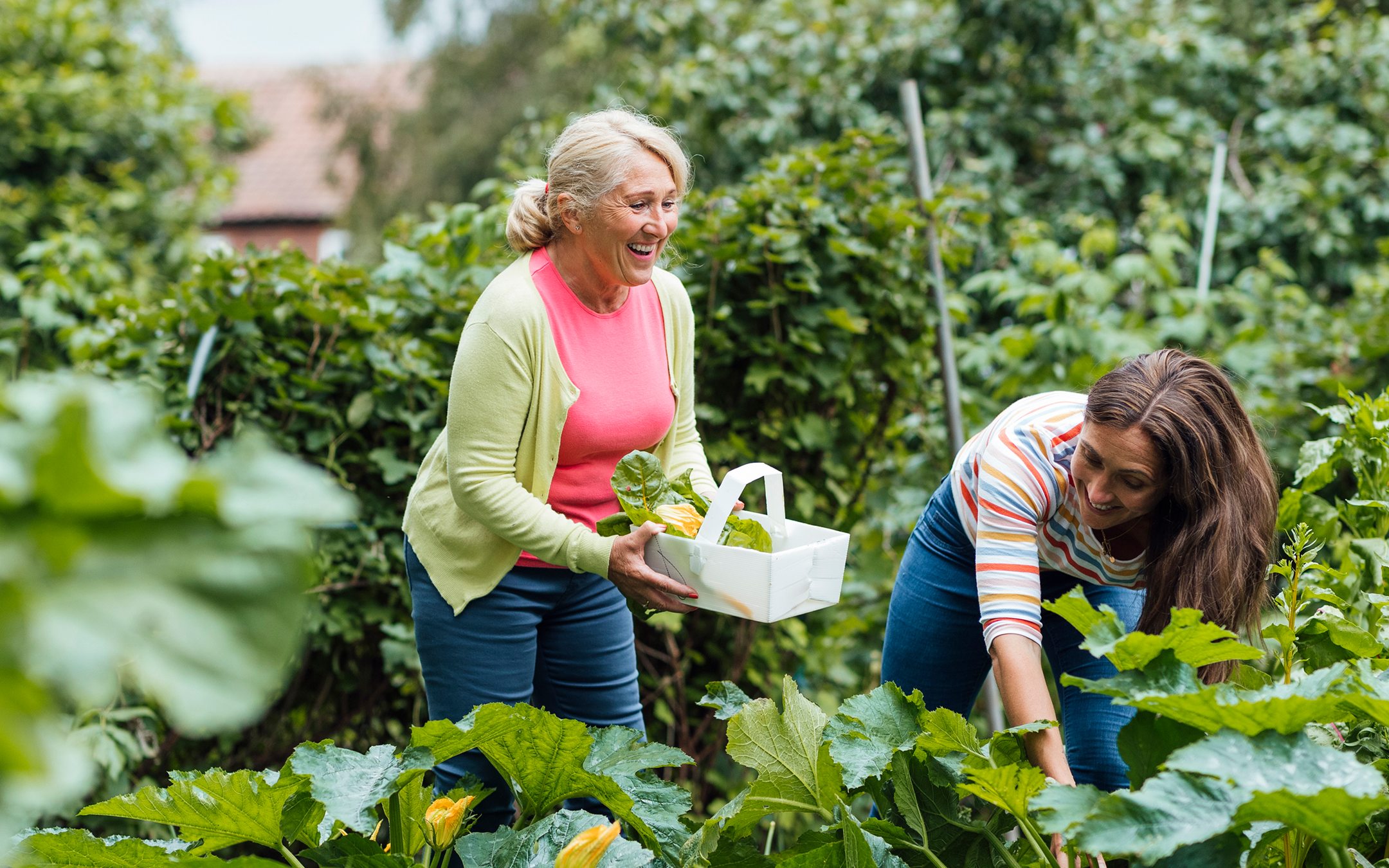 Two women gardening together, harvesting vegetables from raised beds in a lush outdoor garden setting