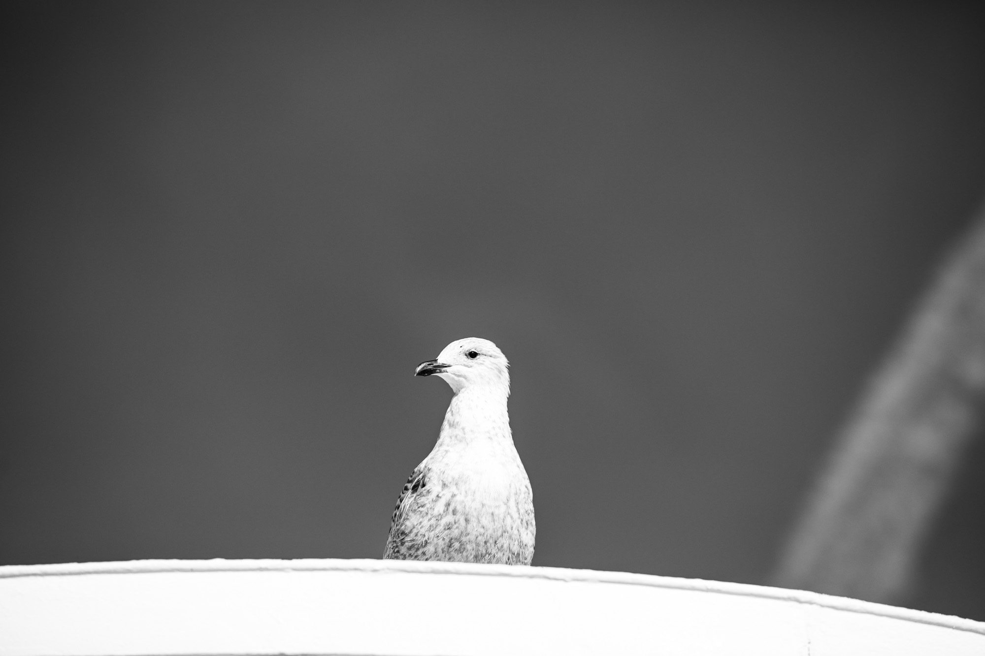 Seagull perched on white surface against blurred gray background in black and white photography