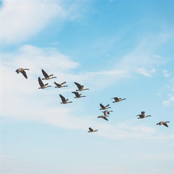 Website migrations
