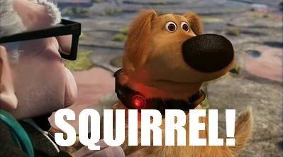 Squirrel